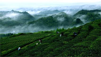 絲綢之路引領(lǐng)黔茶出山，貴定云霧貢茶落腳絲路起點(diǎn)
