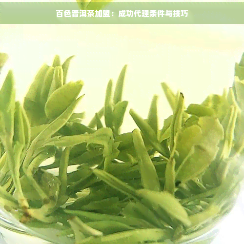 百色普洱茶加盟 成功代理?xiàng)l件與銷(xiāo)售技巧全解析